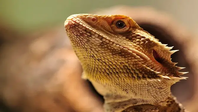 Traveling With A Bearded Dragon Checklist