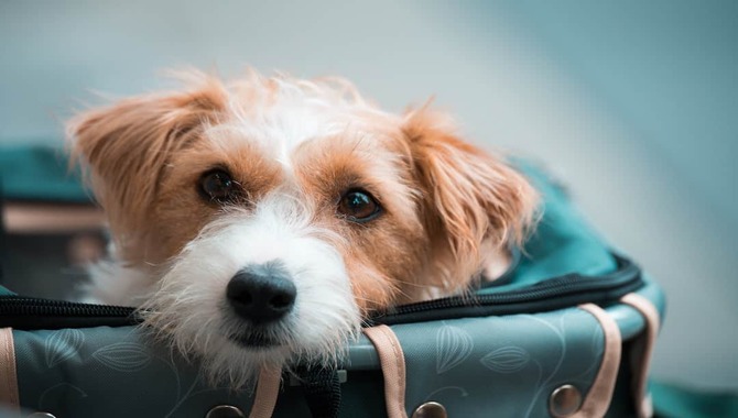 What You Need To Know About Flying With Giant Dogs