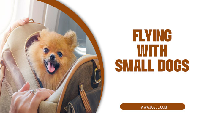 Flying With Small Dogs