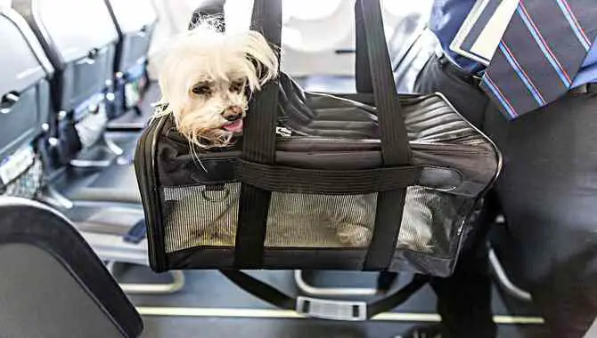 For Flight Preparation For Flying With Small Dog