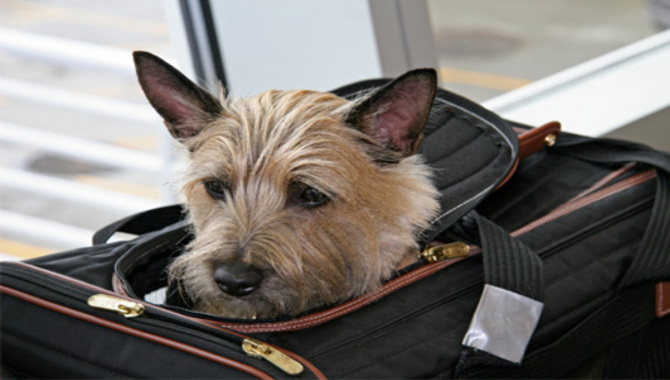 Getting Through Security With A Small Dog