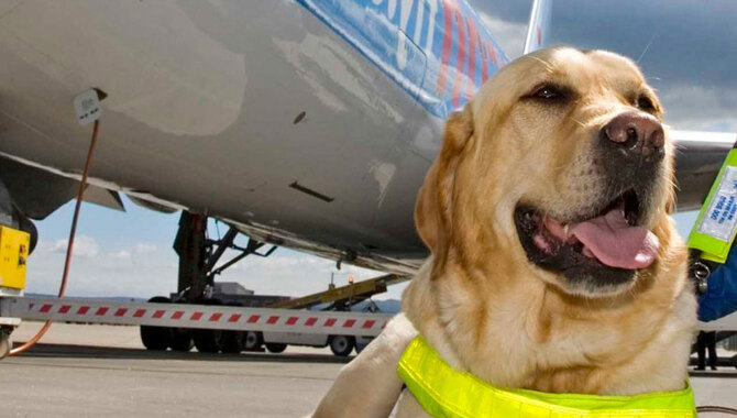 How To Book A Flight With Your Dog