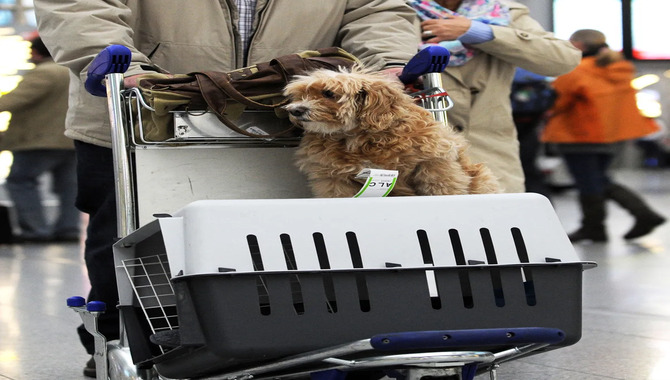 In-Flight Care For A Small Dog