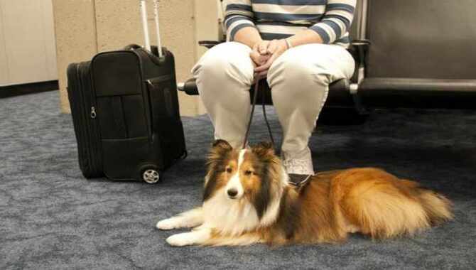 Tips To Travel By Plane With Flying With Small Dogs