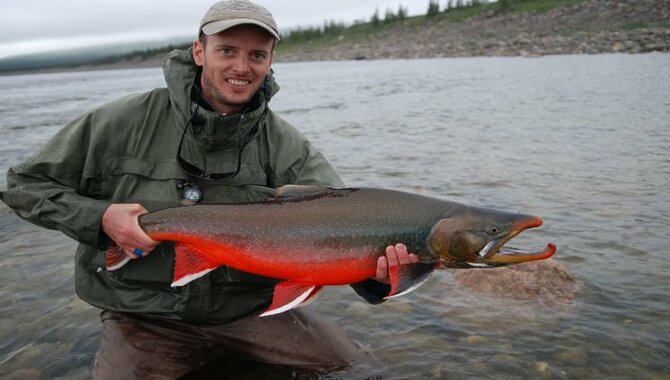 Arctic Char