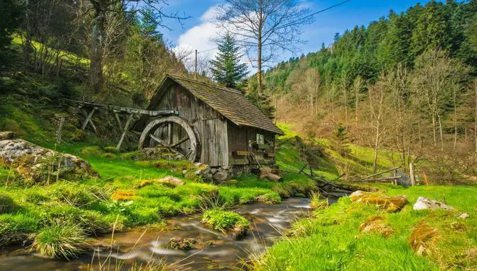 Get Up Close With Nature At The Black Forest