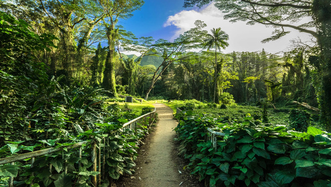 Manoa Falls