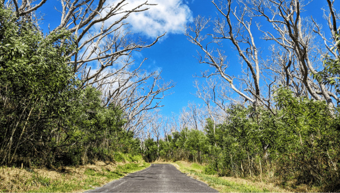 Mauna Loa Road Scenic Drive (Volcano Village)