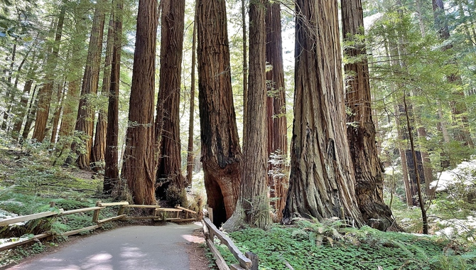 Muir Woods National Monument