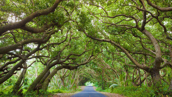 Scenic Drives Around Hawaii's Big Island Road Trip