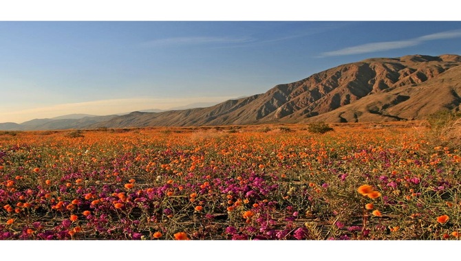 Anza-Borrego Desert Wildflowers; Borrego Springs, California