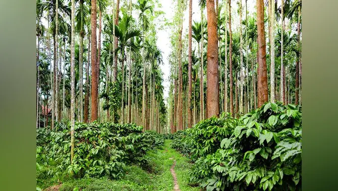 Get A Feel Of Coffee Plantations In Coorg