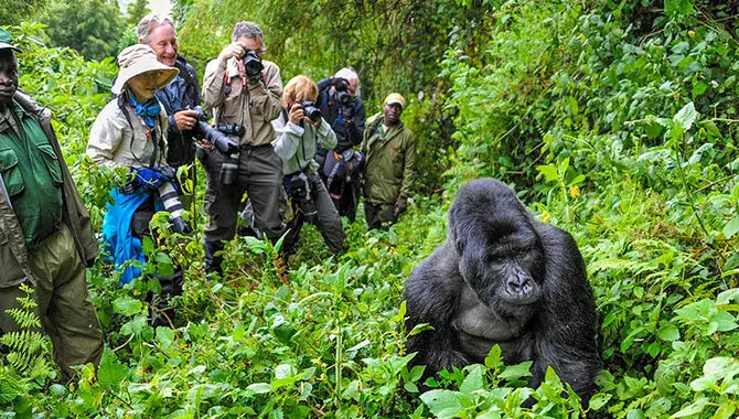 Gorilla Trekking In Volcanoes National Park, Rwanda