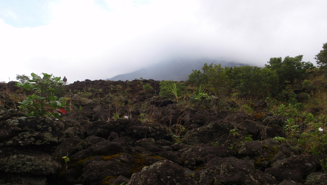 Jungle And Lava Fields