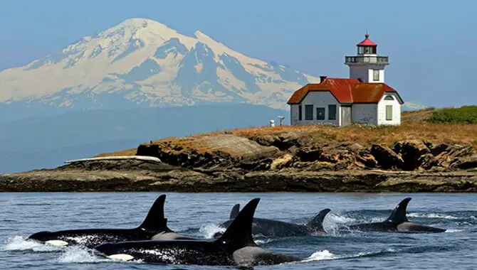 What To Do On A Seattle To San Juan Islands Day Trip