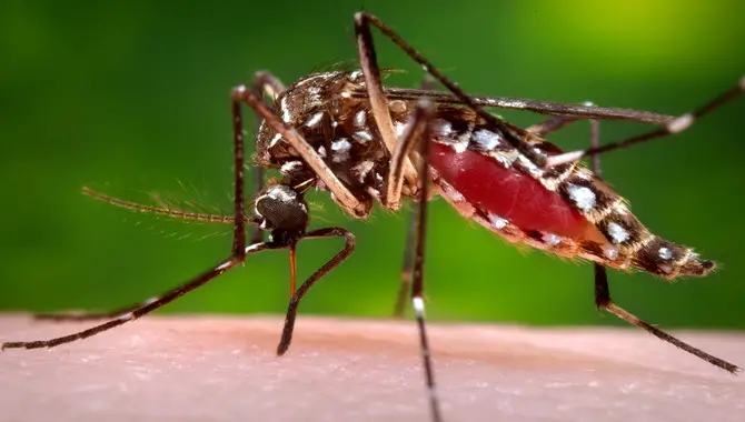 Zika Virus In Hawaii