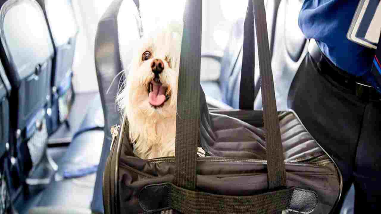 Delta Baggage Fees And Pet Policies