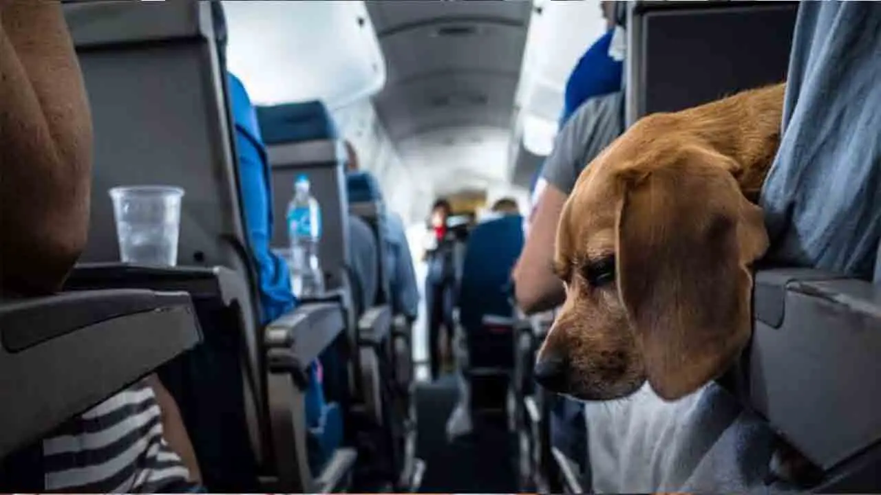 How To Book Pet Travel For Service Animals With Wizz Air