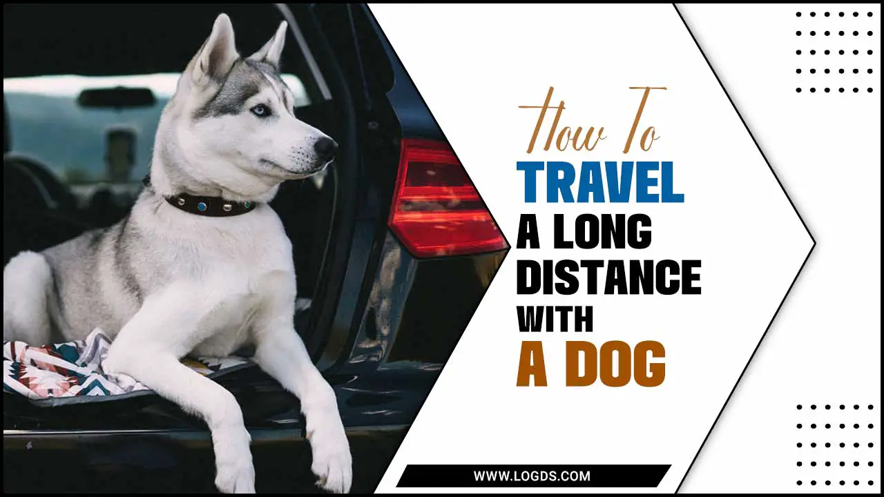 How To Travel A Long Distance With A Dog