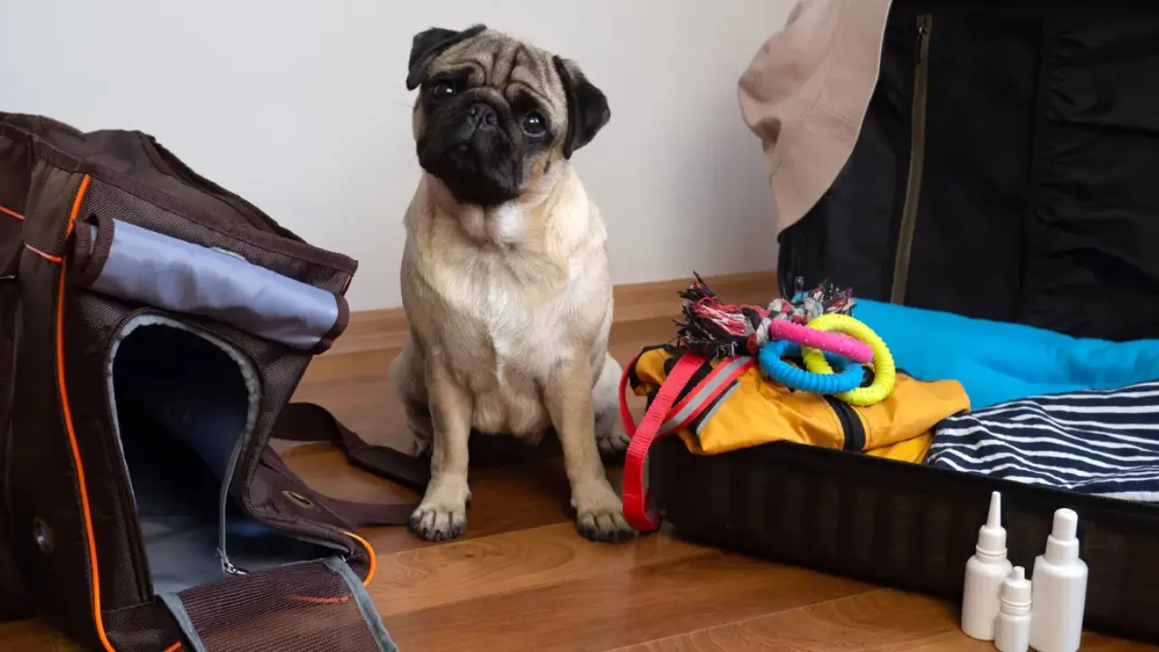 What To Pack For Your Pet's Travel Essentials