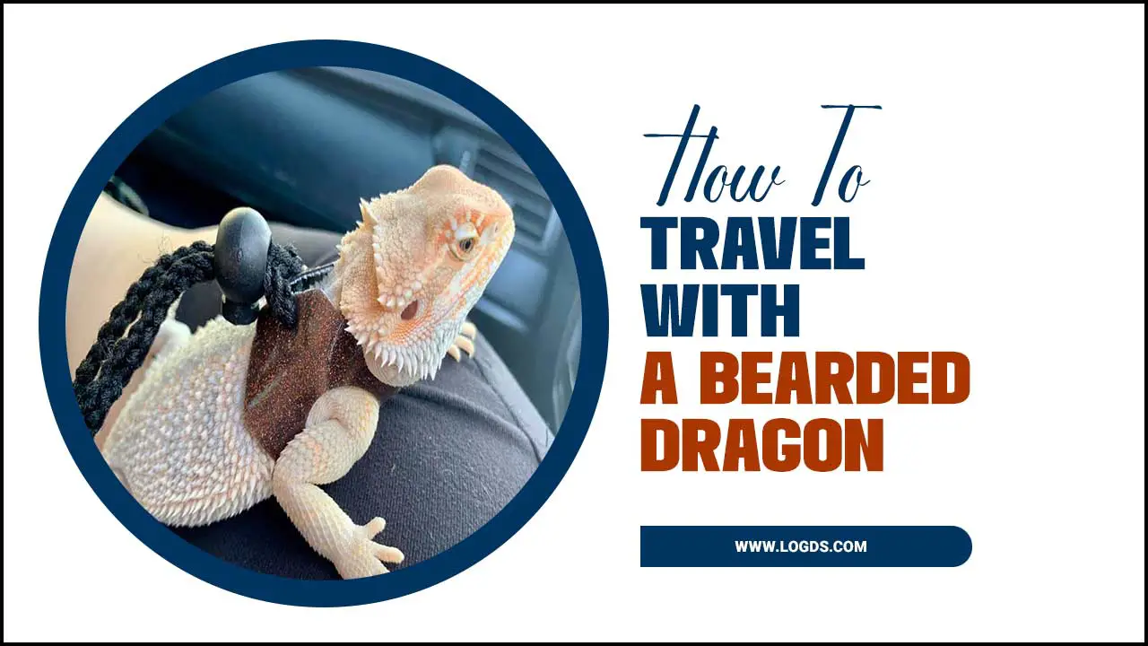 Travel With A Bearded Dragon