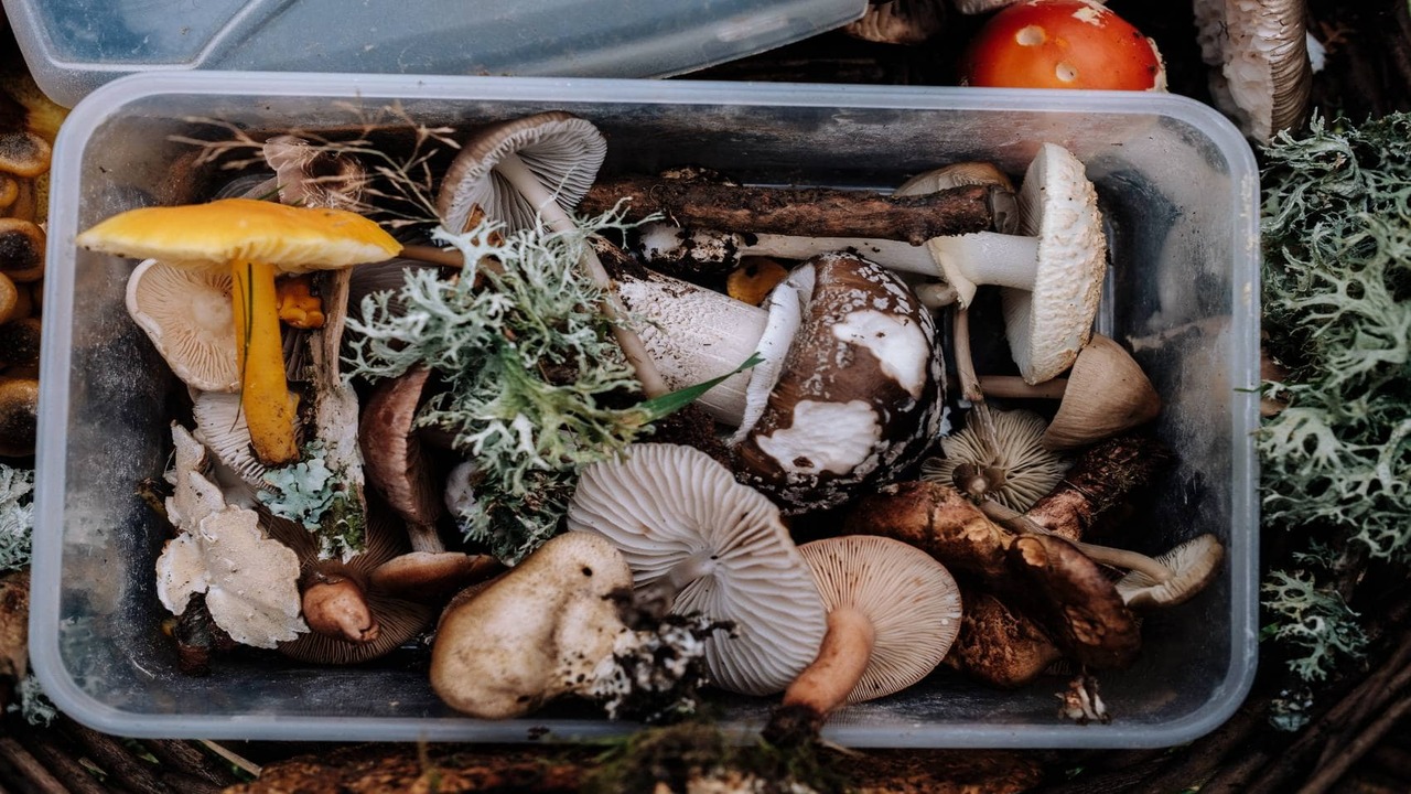 How To Pack Mushrooms In Checked Luggage - Protecting Your Precious Fungi