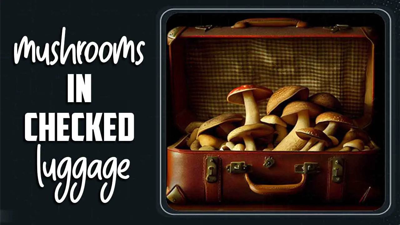 Mushrooms In Checked Luggage