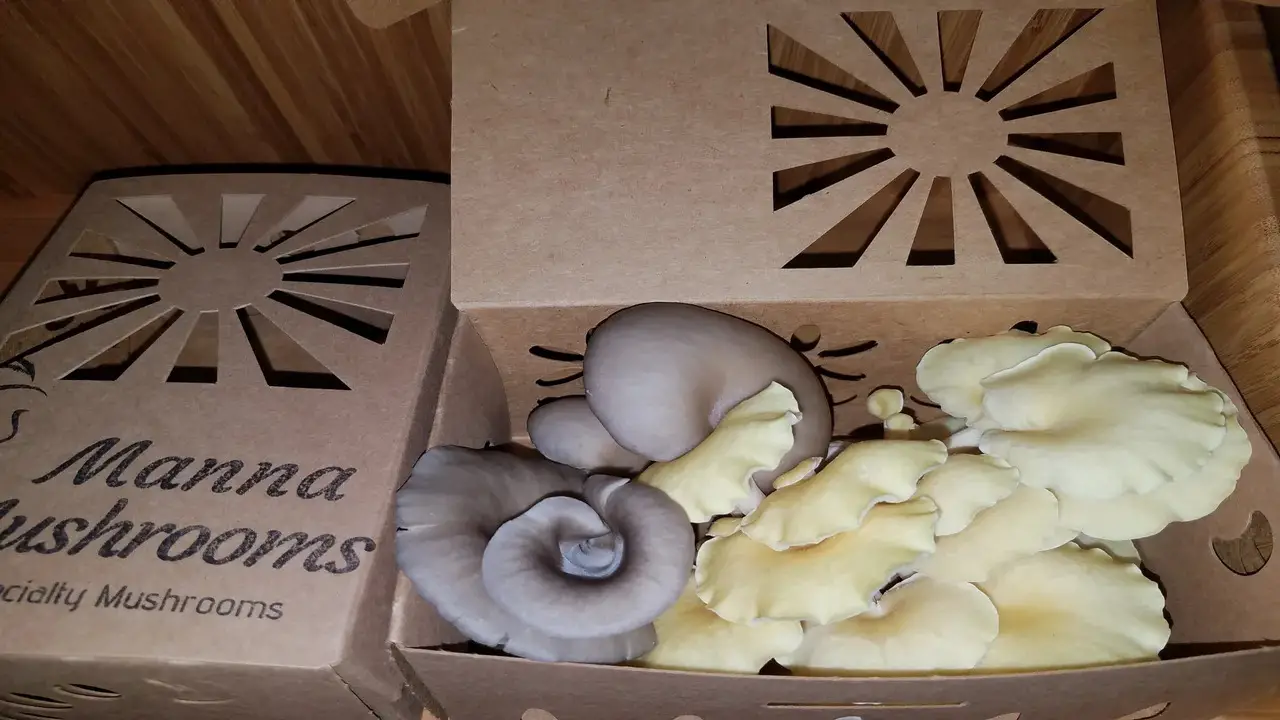 Pack The Mushrooms Tightly