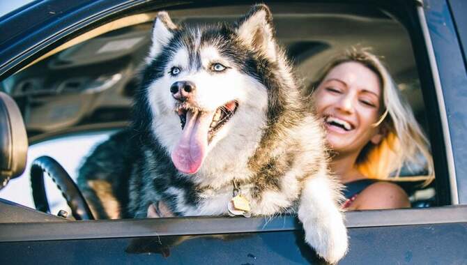 The Top 10 Travel Tricks For Pet Owners