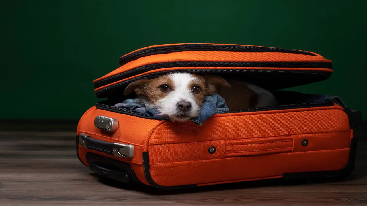 What Should You Know About Southwest Airlines Luggage Fees ' Pet Policy