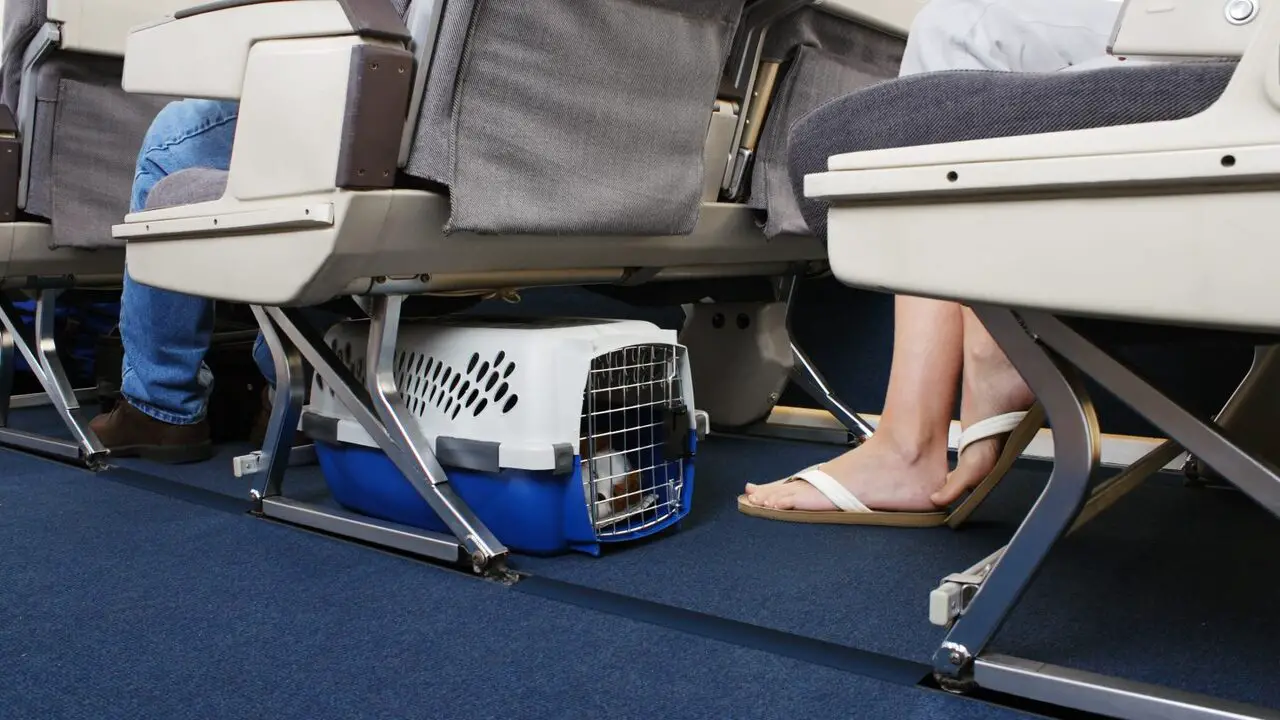 How Strict Are Airlines About Pet Carriers - Your Complete Guide