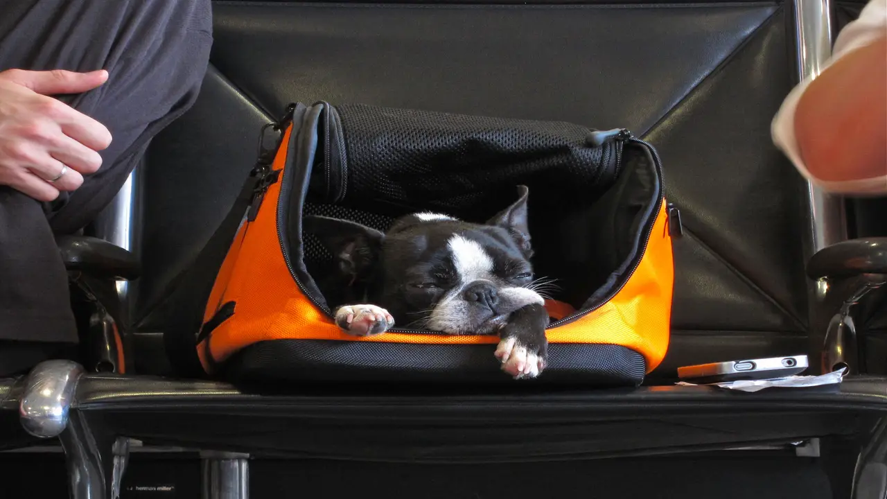 How To Ensuring Your Pet's Comfort And Safety During Air Travel