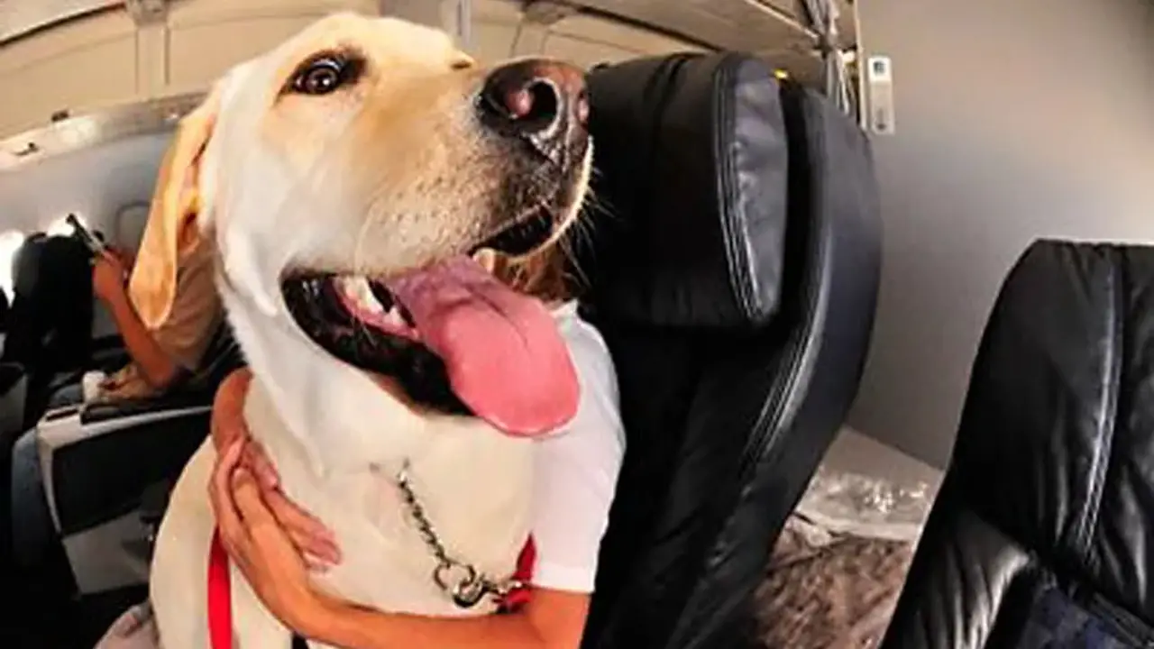 Rules And Regulations For Flying With Dogs In The Cabin