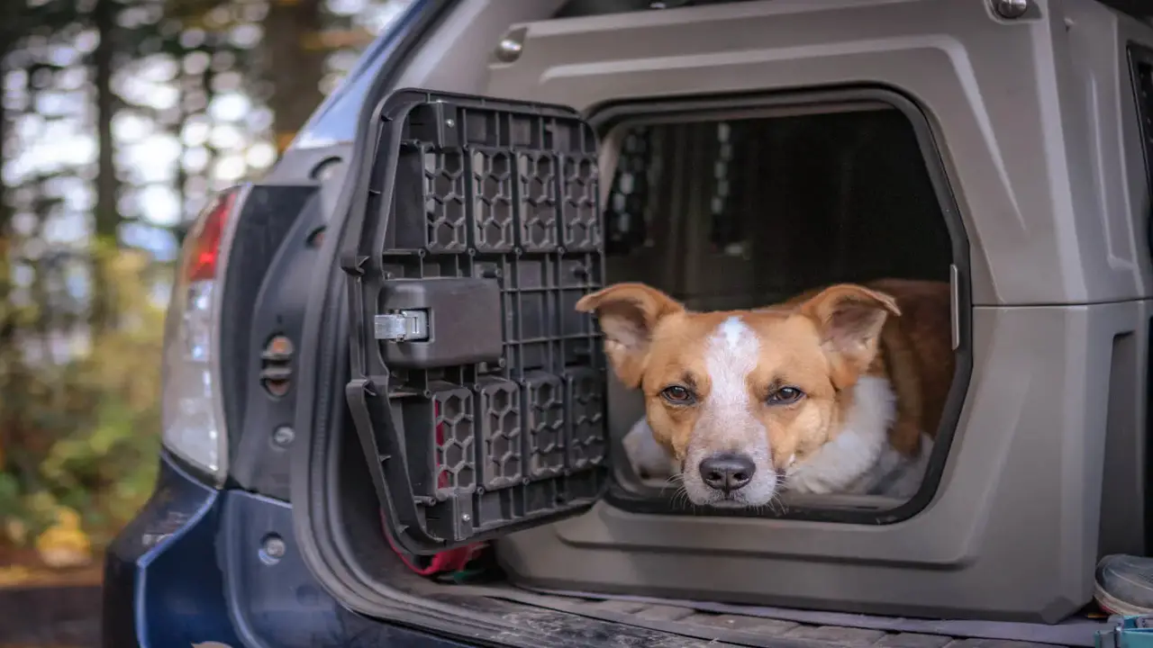 Security Features Of Pet Carriers