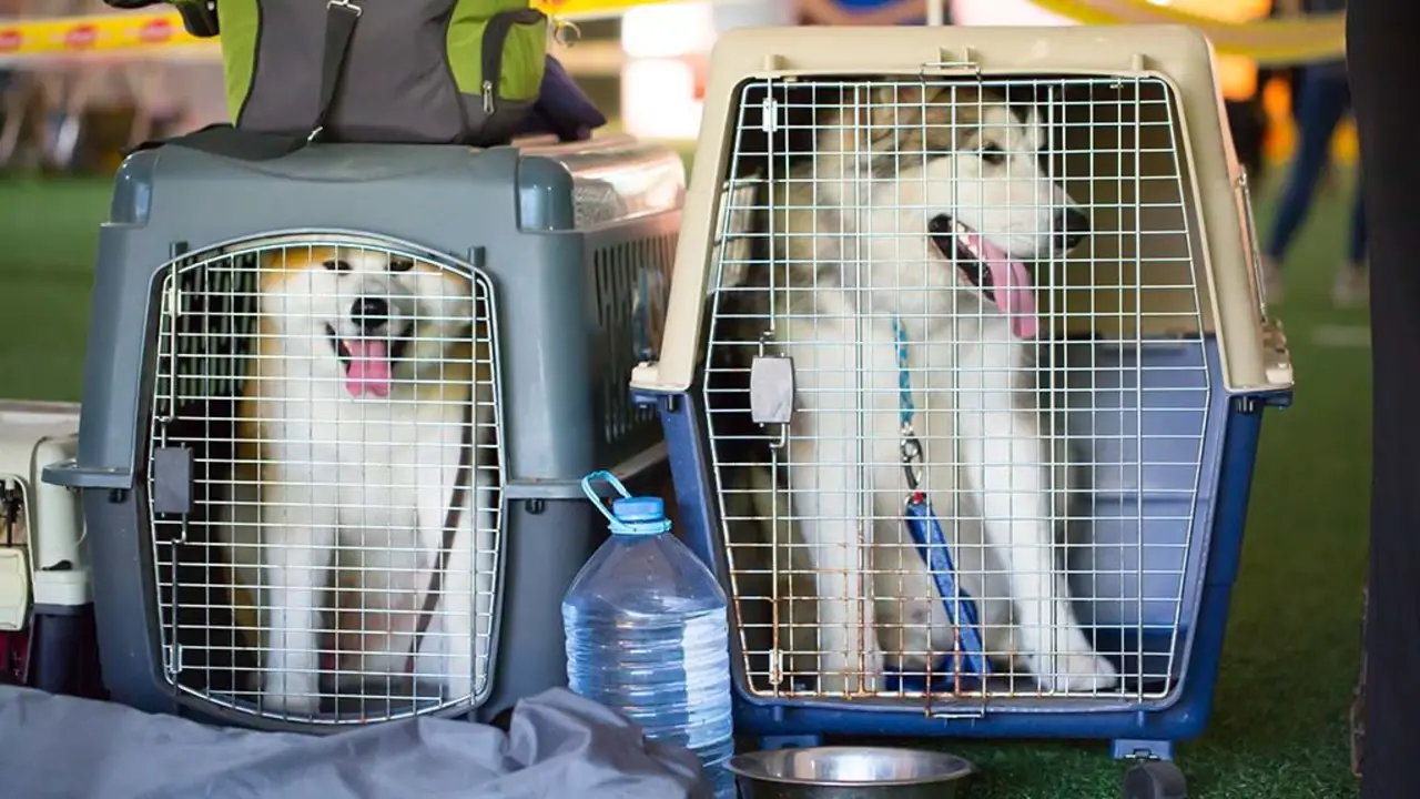 Size And Weight Restrictions For Pet Carriers