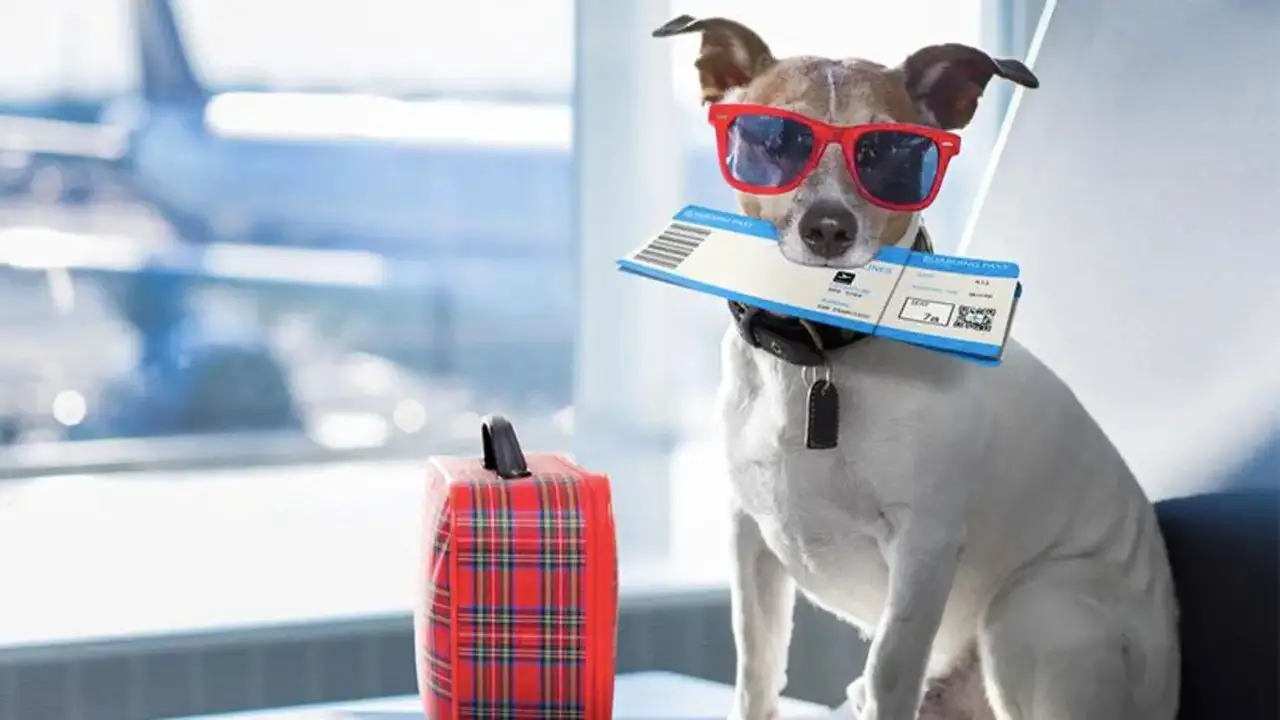 The Benefits Of Buying A Seat For Your Dog On An Airline