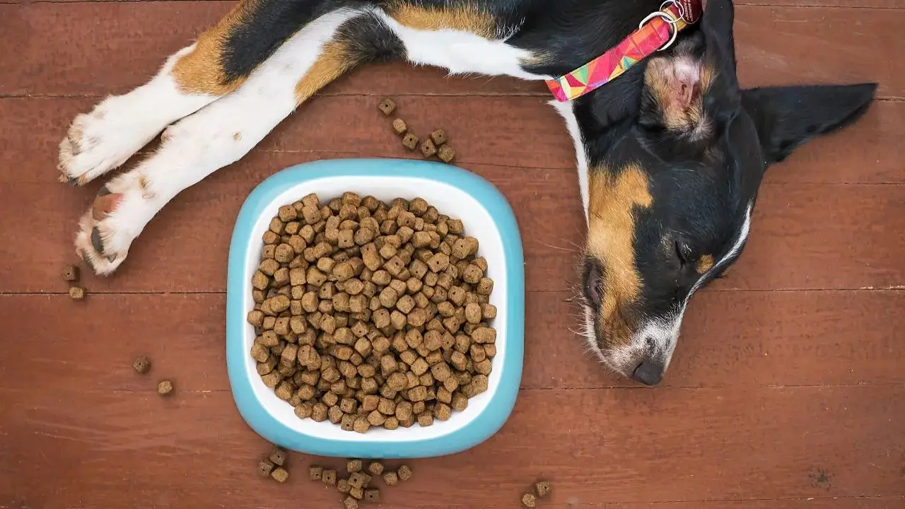 Can I Bring Dog Food And Treats On A Plane - [TSA Rules]