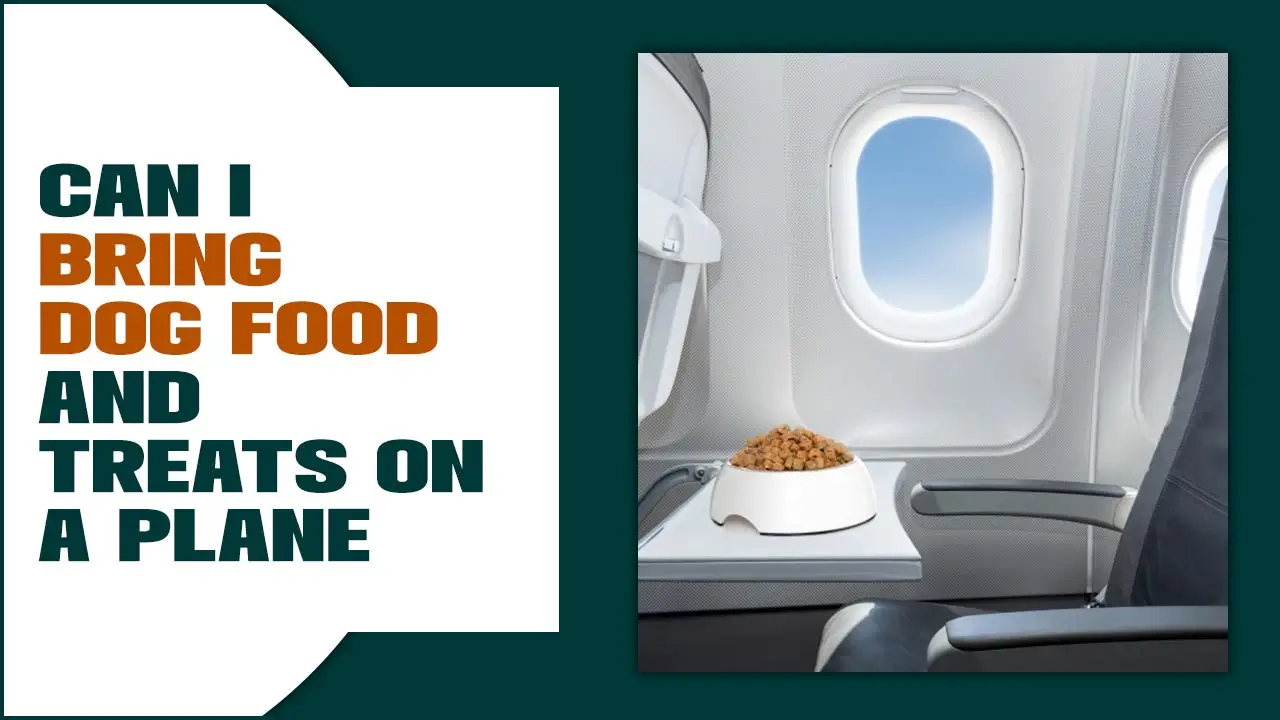 Can I Bring Dog Food And Treats On A Plane