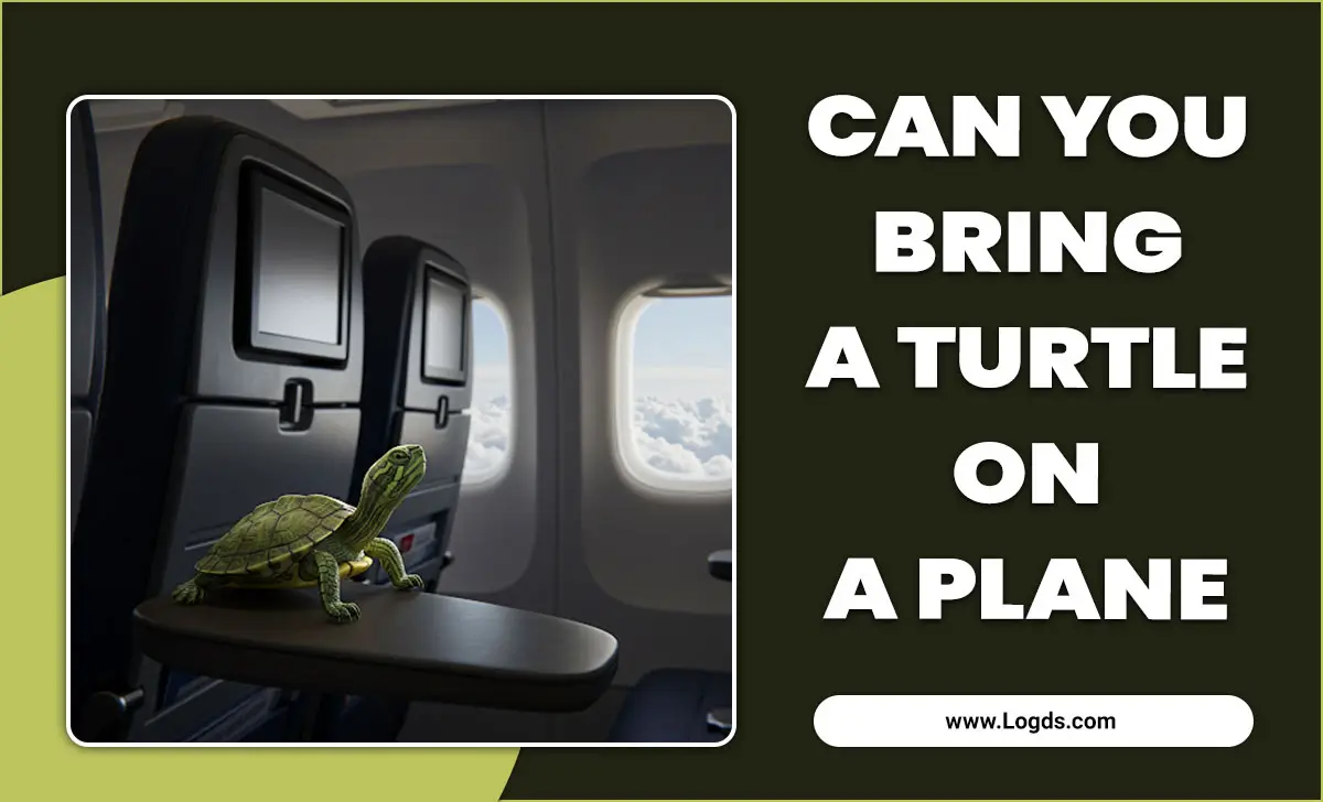 Can You Bring A Turtle On A Plane