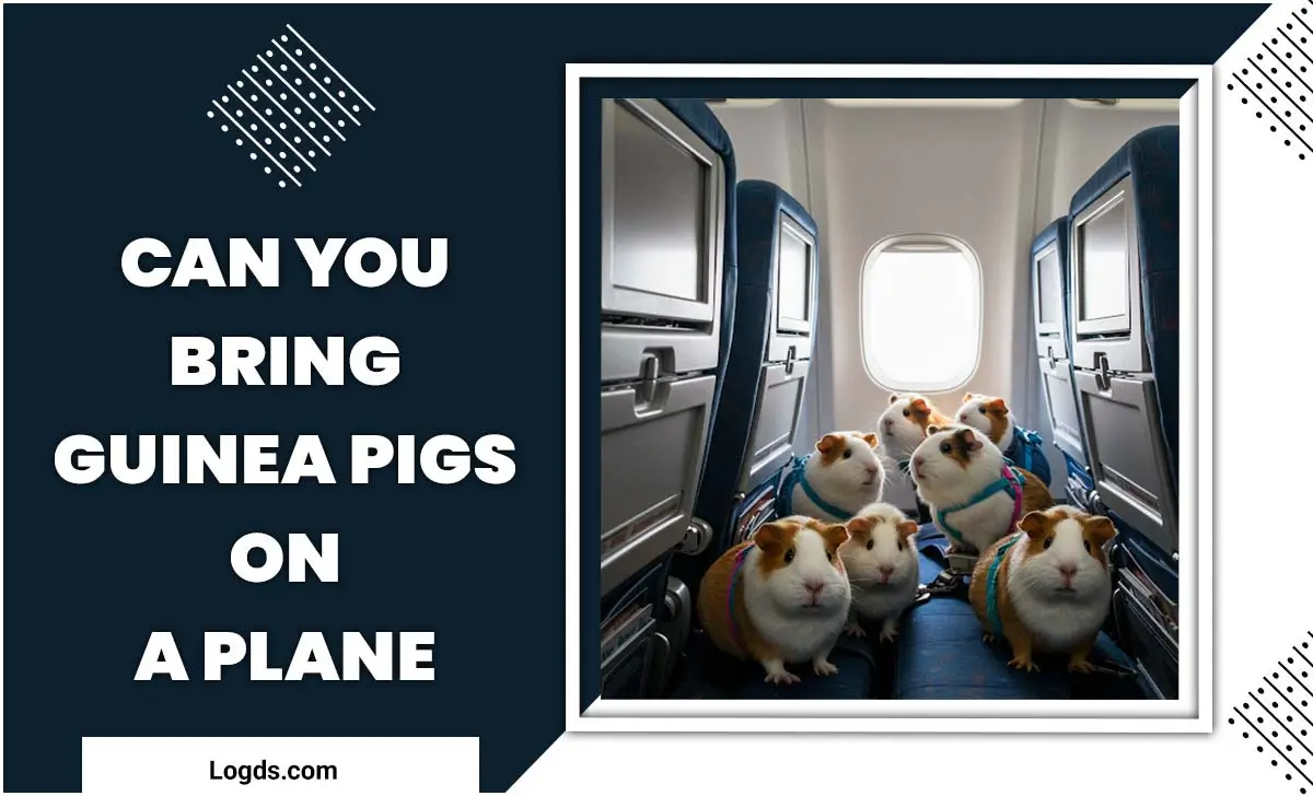 Can You Bring Guinea Pigs On A Plane