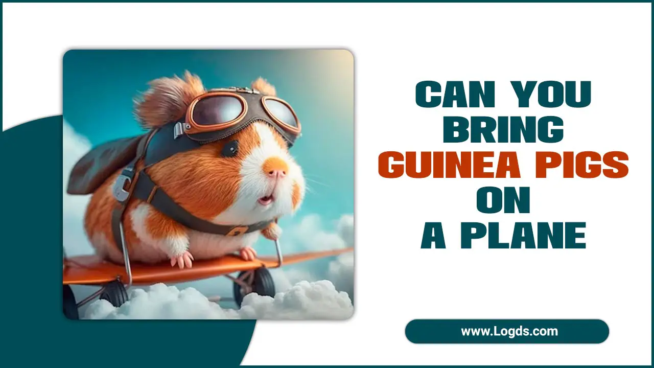 Can You Bring Guinea Pigs On A Plane