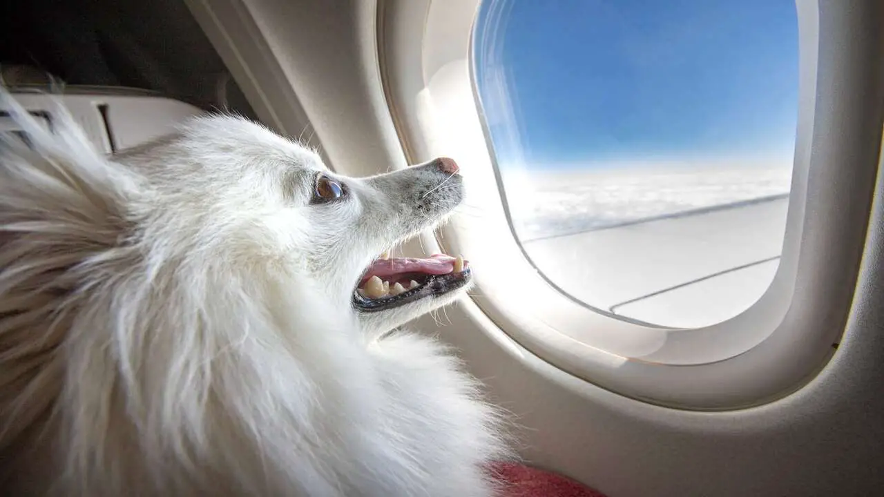 Can You Feed Your Dog During The Flight