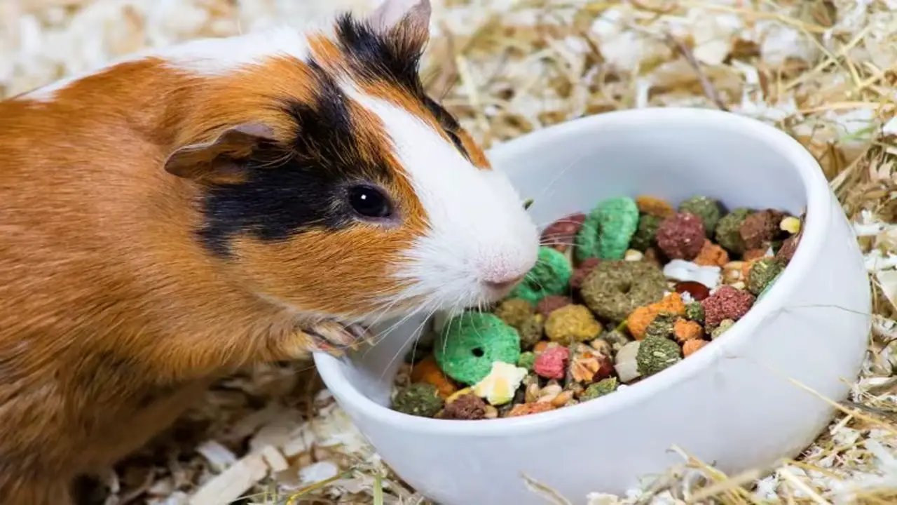 Can You Feed Your Guinea Pig During The Flight