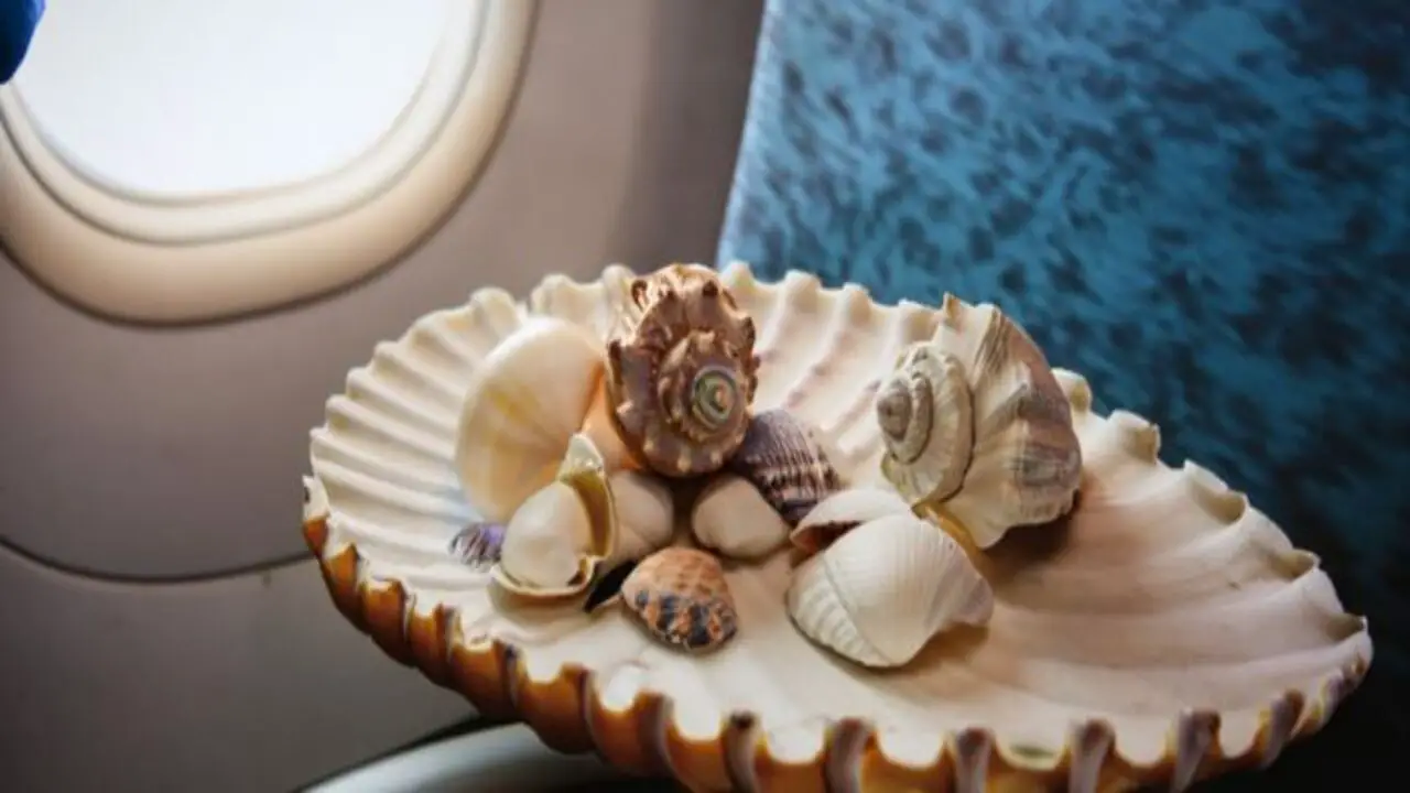 Can You Take Seashells On A Plane - What You Need To Know