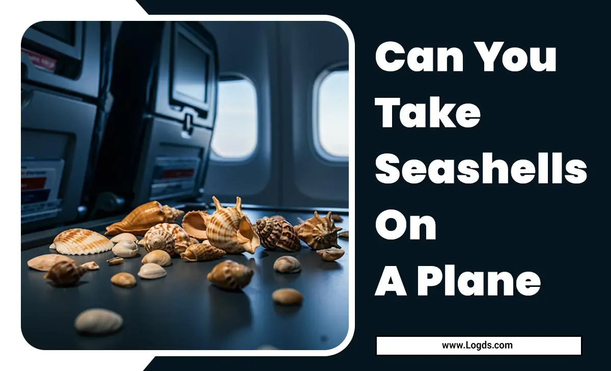 Can You Take Seashells On A Plane