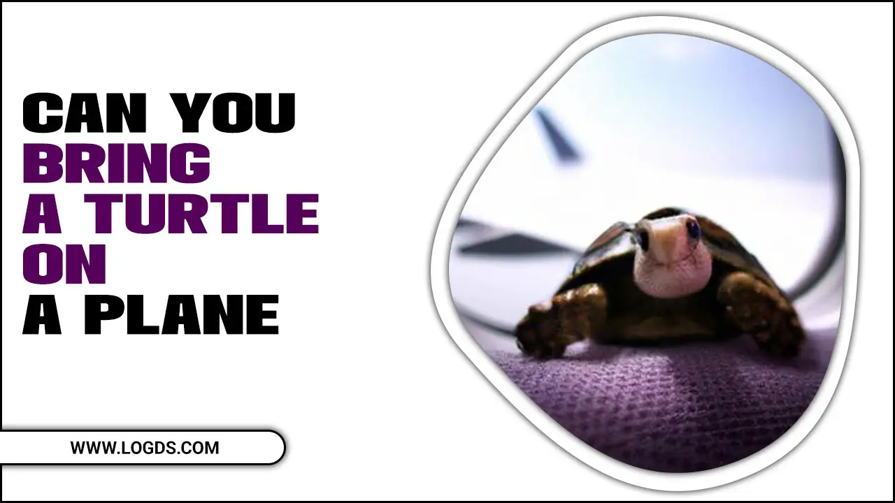 Can You Bring A Turtle On A Plane