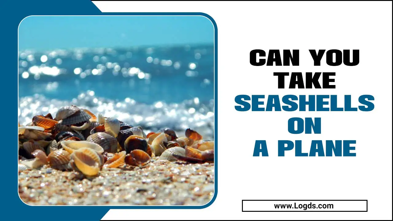 Can You Take Seashells On A Plane