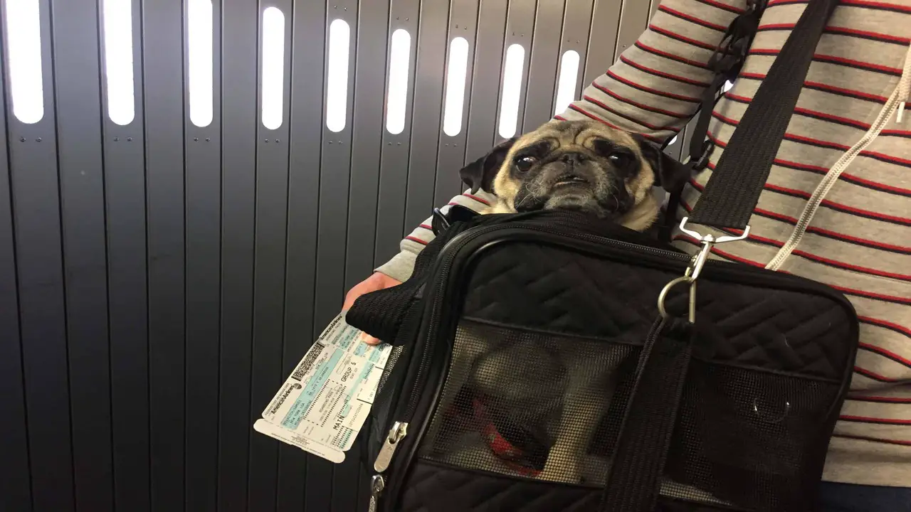 Considerations For Carrying Dog Food In Hand Luggage