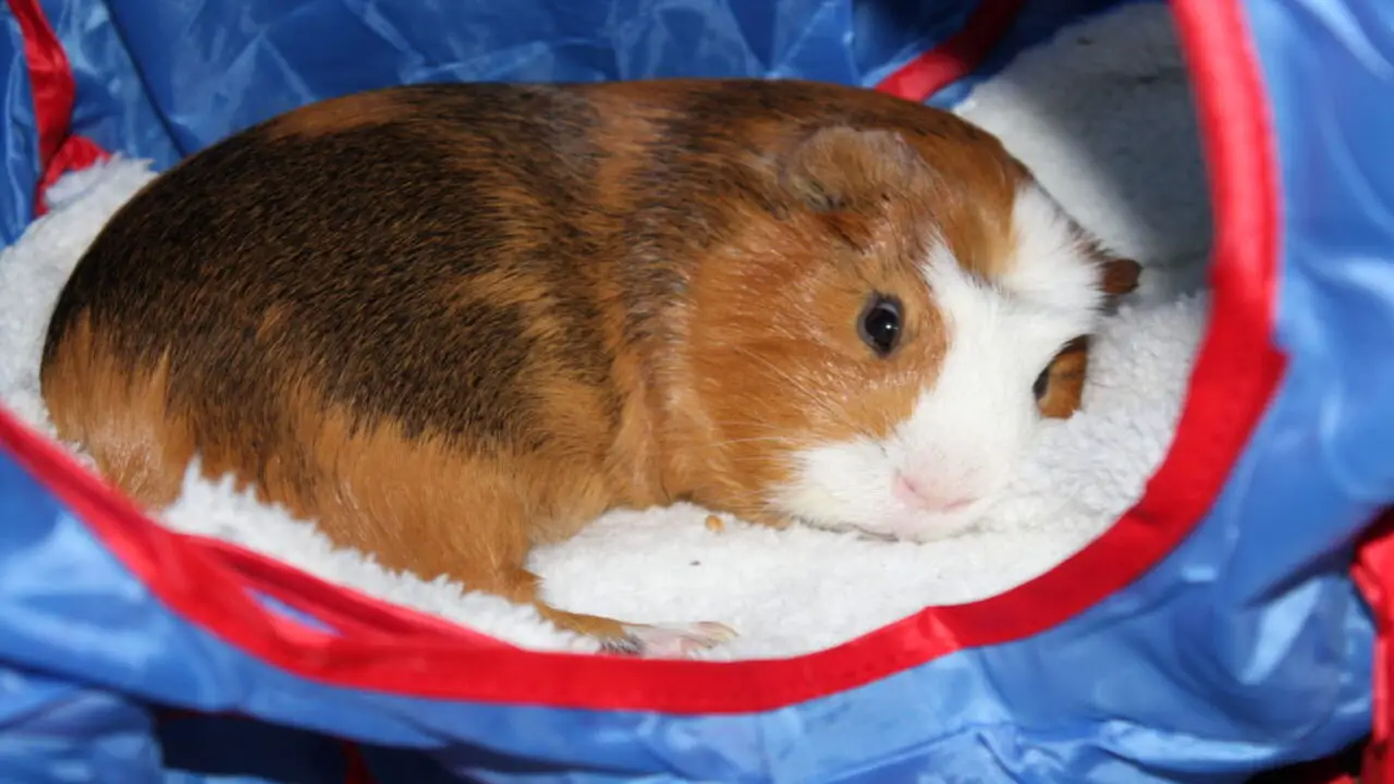 How To Ensure The Comfort And Safety Of Your Guinea Pig During The Flight