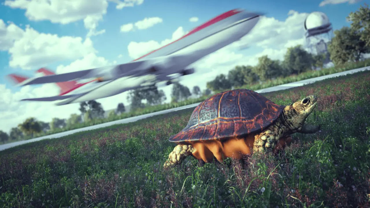 How To Safely Transport Turtles In A Plane